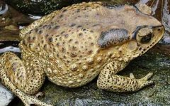 ��ܵ���ֳǰ��