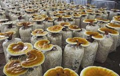 ��ֲ��֥��ʲô�������������Ĳ�����