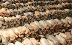 ��֥һ�������ĳɱ��Ƕ��٣������Ƕ���