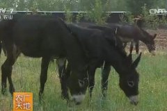 ��־�������ë¿��С�� ��¿��׬2000��