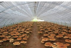 �Ĵ���ľ����ֲ��֥ һĶЧ��������Ԫ