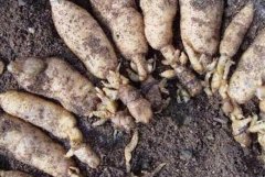 �Ĵ���������ֲ�����̾��¸�·