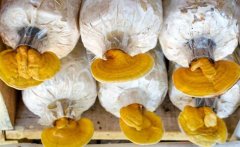 �ɺ�����������֥�����ĸɺ�������֥��ֲ���ֳɹ�