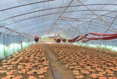 ��֥������δ