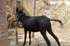 ���ĸ¿�����ʵķ���