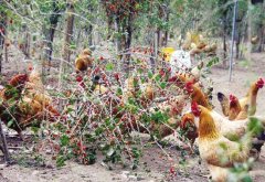 ��Զл��������ҩ�����ι�� ����轵ļ�һֻ�ۼ�260Ԫ