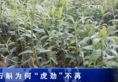 [�۽���ũ]��ֲʯ������׬Ǯ��ʯ��Ϊ�Ρ�����������