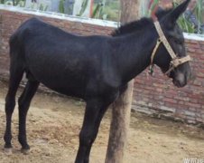 ��ͷ¿��ѡ������