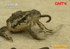 <b>������ҩ�ü�ֵ�� �����ֳЧ���</b>