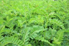 ������ֲЧ�������һĶ����һ�����������Ǯ