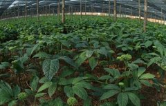 ��ʿ�˵�ɽ��ҵ���߱��� ���Ĵ�����ɹ��ֳ�����