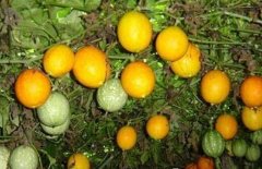 �������ֲʱ�估�ջ�ʱ��