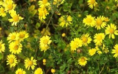 Ұ�ջ�ʲôʱ��������