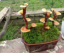 ��֥�辰һ���ۼ����İ�Ԫ ��֥��ֲ���¸�����ҩ��