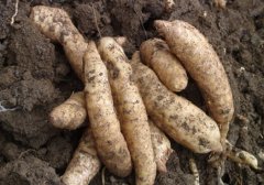 ������Ѳ���ʱ��