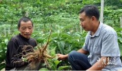 ������������� ����������Ч���