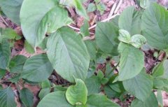 �μ����ֲţϥ һĶ���볬ǧԪ