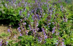 Ϋ���ʺ���ֲ������ ����Ӣ��ֲ���δ����׹�ͬ�¸�