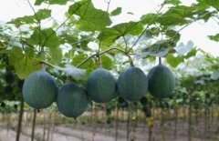 �������ֲ���䴴�� ��������ѭ����