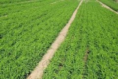 ��ֲ����������ַ�ѿ�ʸ�