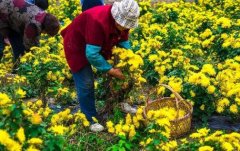 ��˿�ʾ�ʲôʱ����ֲ?һĶ�ֶ�����?ĶЧ���Ƕ���