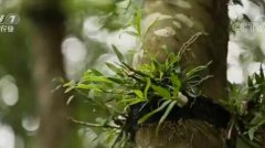 [ÿ��ũ��]���ݴӽ�����ֲ�����ϵ�ʯ����׬Ǯ