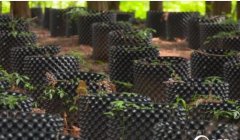 [��ɫʱ��]������ֲ��Ҷ�ࣺ��Ҷ���Ұ�����༼����Ƶ