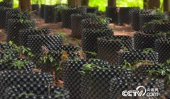 ��ֲ��Ҷ��׬Ǯ�� ʩ�󷽷�Ұ��������Ҷ����׬����ʮ��Ԫ