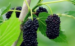 [ũ�����]��ɣ���������� �ӱ����ϼ��ֲɣ����׬300��