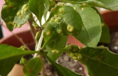 ���ҶƬ���֡���״���ʲô��?��η���