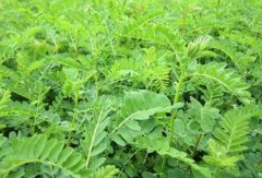 ��������ʲôʱ����ֲ?��ֲʲôƷ�ֺ�?