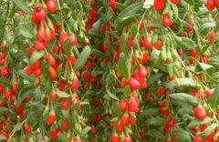 ���ϲʲô��?����ʩ��