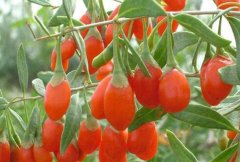 ��轵Ľ�ˮ����