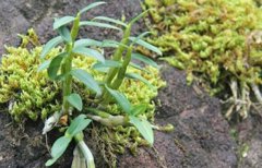 <b>�����ʯͷ�ܳ�Ǯ����ɽʯ����ʯ��Ķ��ֵ��5��Ԫ</b>