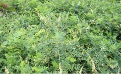 <b>�쾥���κ��̾������ʺ�ʲô������ֲ</b>