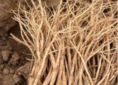 <b>�������޻�����ֲһĶЧ�����Ԫ��С���δ������г���</b>