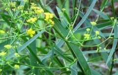 <b>С��Ͳ�������ַ���</b>