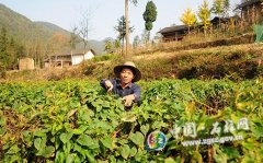 <b>�����������ֲ������ һĶ����2��Ԫ</b>