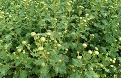 �ϼ⡢����ɱ��̨ ���조��������Ƚ������ֲ�ջ��и���