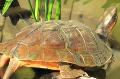 �㶫ï�����ػ����� ���ֵ�ﵽ300��