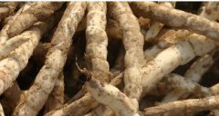 <b>�ز�(��ݲ�)��ֲ�������֡�ɹ��</b>