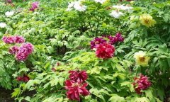 <b>ҩ����ҩ���༼����Ƶ</b>