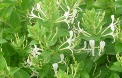 <b>��ֲ������ɽ���ĵر��ɽ</b>