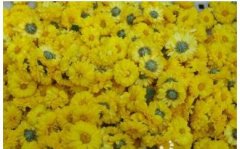 <b>������������ֲ̥��Ч��� һĶ����6000Ԫ</b>