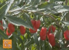 <b>[ũ�����]�����ֲ������Ƶ</b>