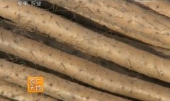 <b>[ũ�����]ϸ��ëɽҩ��ֲ������Ƶ</b>