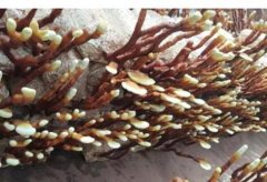 <b>����¹����֥��ֲЧ��� һĶ��ֵ��2��Ԫ</b>