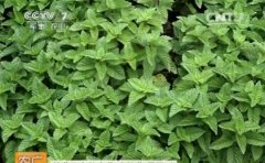 [ũ�����]�ɲݣ����۲ݣ�����ֲ������Ƶ