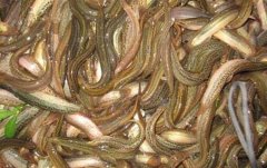 <b>�г�����ȱ�ڼӴ� ������ֳǰ������</b>