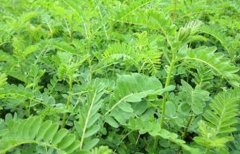 <b>���������ɡ�ɽ���Ͷ�������ʲôʱ����ֲ����</b>